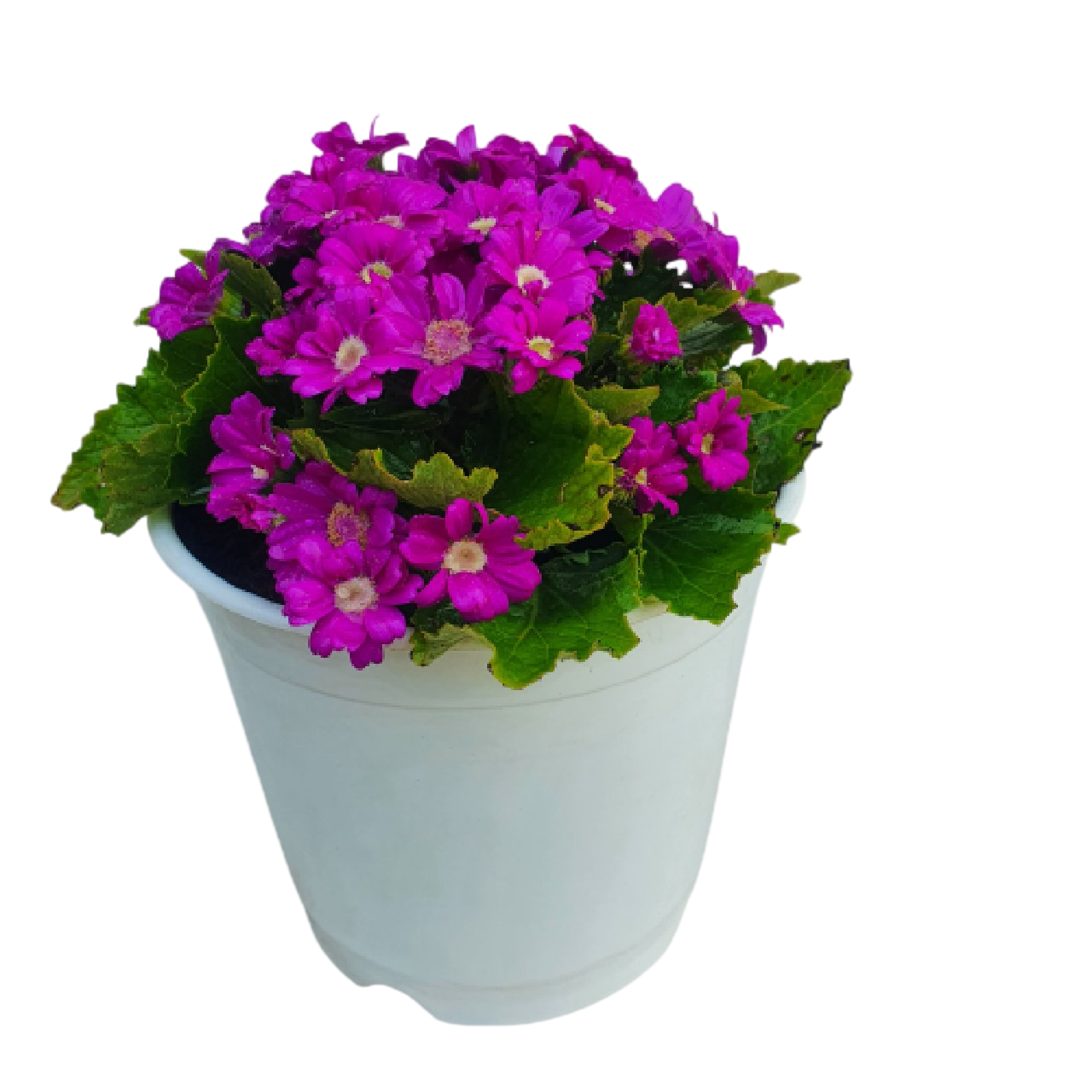 Cineraria Plant - Pink Flower 